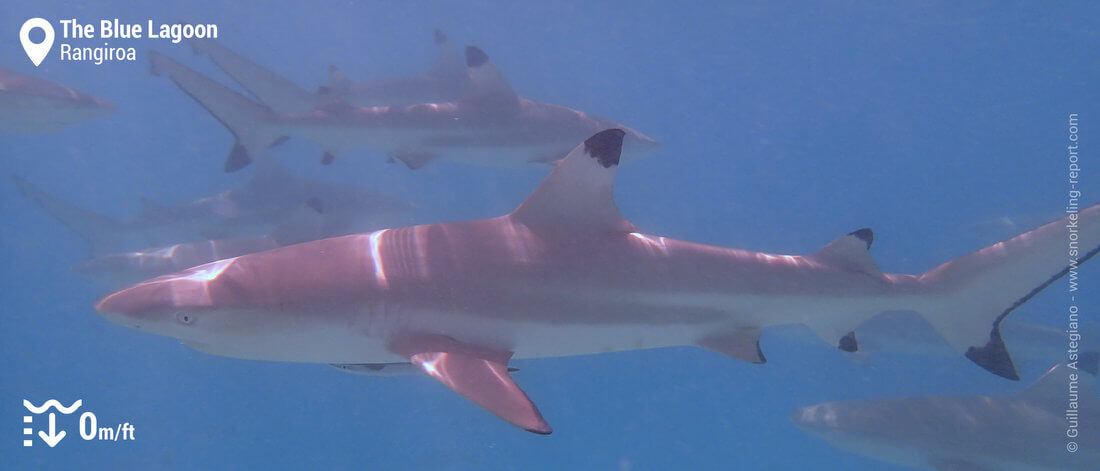 Snorkeling with blacktip reef sharks in the Blue Lagoon, Rangiroa