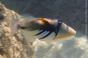 Lagoon triggerfish