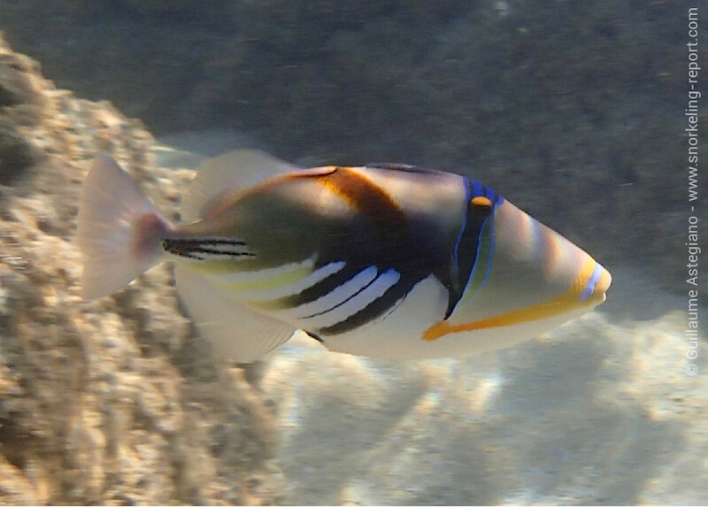 Lagoon triggerfish