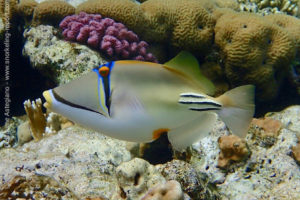 Arabian Picasso triggerfish