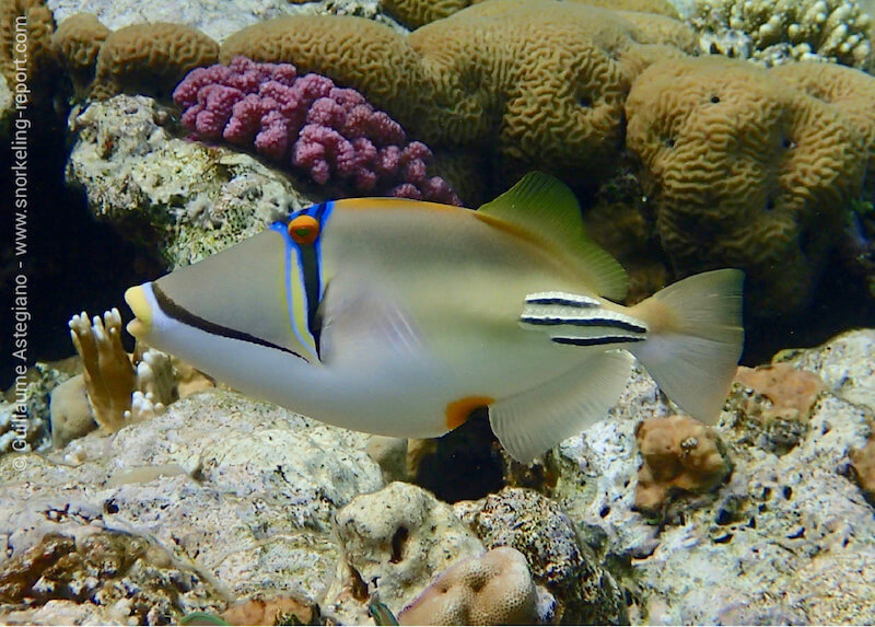 Arabian Picasso triggerfish