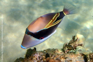Reef triggerfish