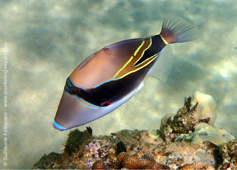 Reef triggerfish