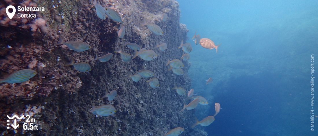 School of salema porgy in Solenzara