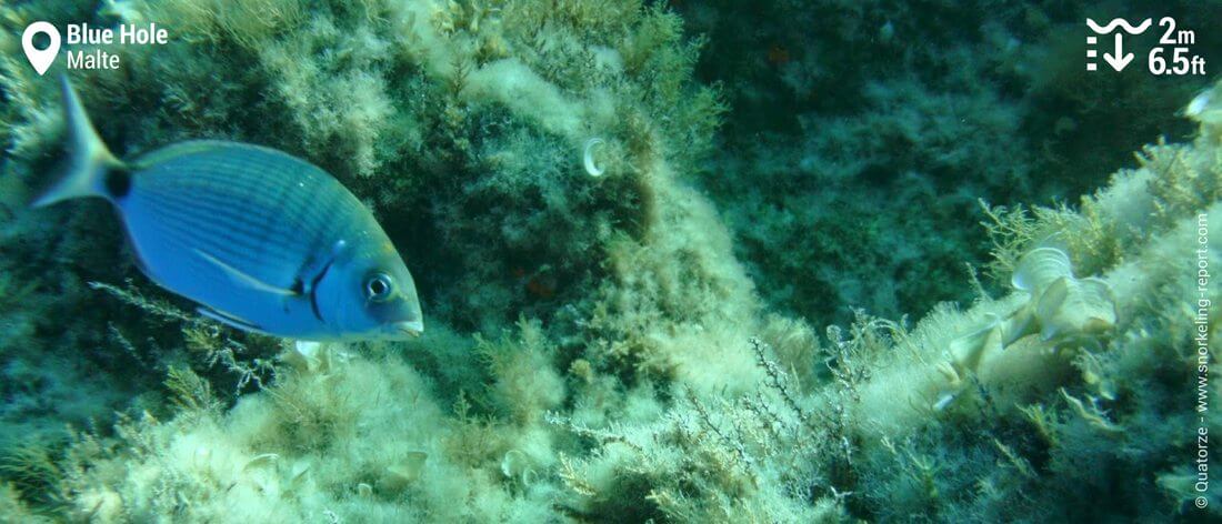 Sar commun au Blue Hole, Malte