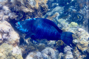 Midnight parrotfish