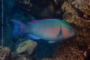 Bluebarred parrotfish