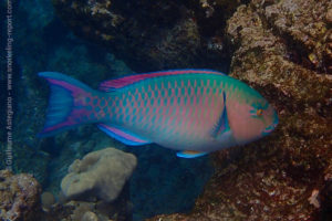 Poisson-perroquet à bandes bleues