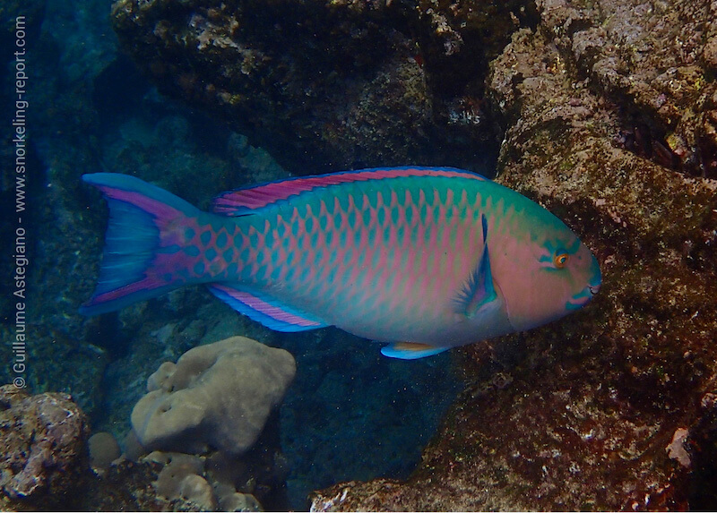 Poisson-perroquet à bandes bleues