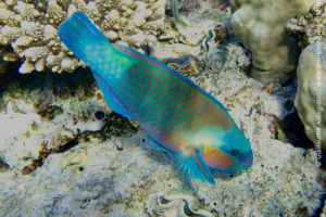 Daisy parrotfish