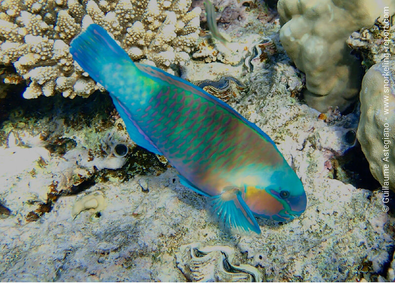 Daisy parrotfish