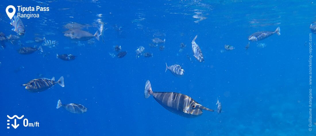 Unicornfish in the Tiputa Pass - Rangiroa snorkeling