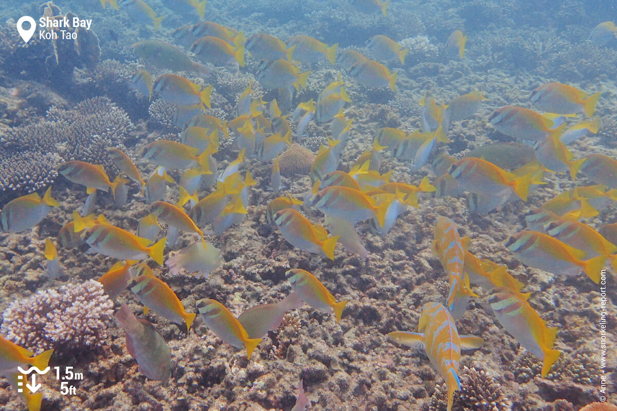 School of barhead spinefoot in Shark Bay