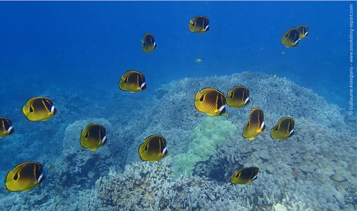 School of raccoon butterflyfish