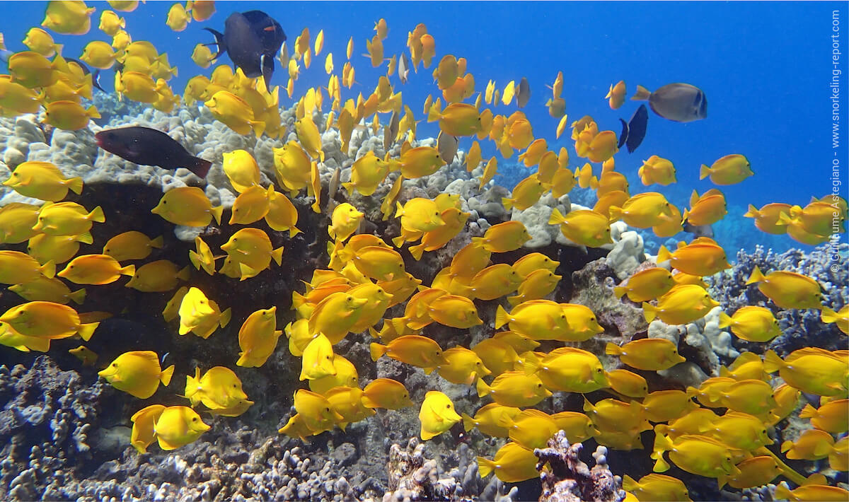 School of yellow tang in Two Step