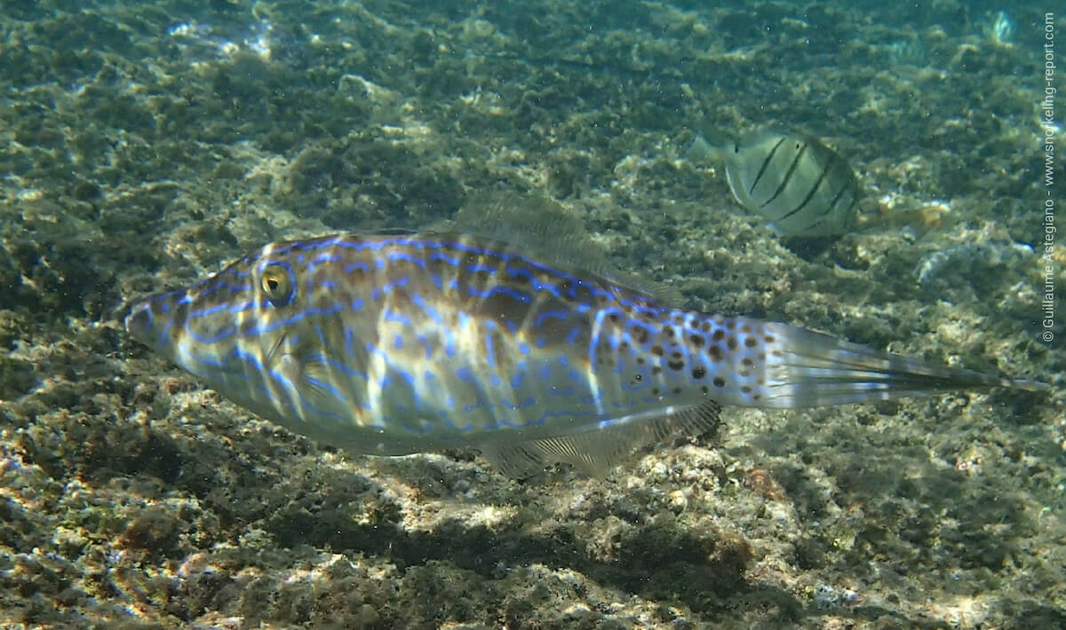 Scrawled filefish