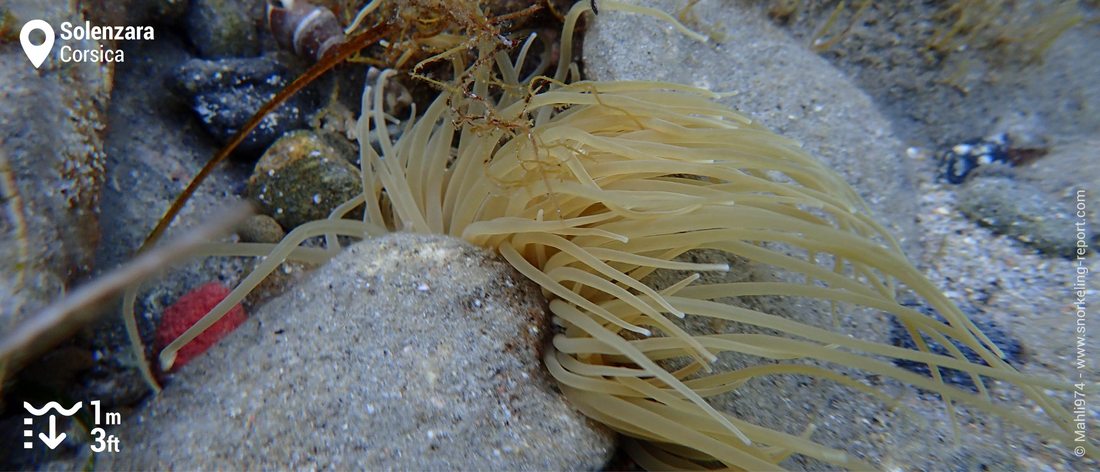 Sea anemone in Solenzara, Corsica