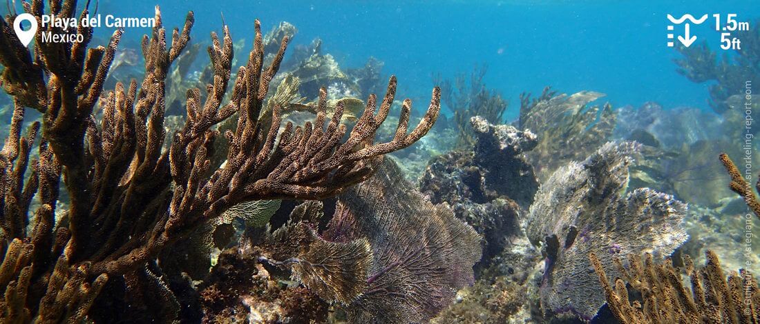 Sea fans at Playa del Carmen - Mexico snorkeling