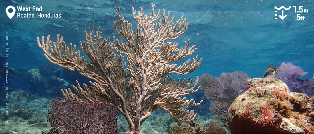 Sea fans and corals at West End, Roatan