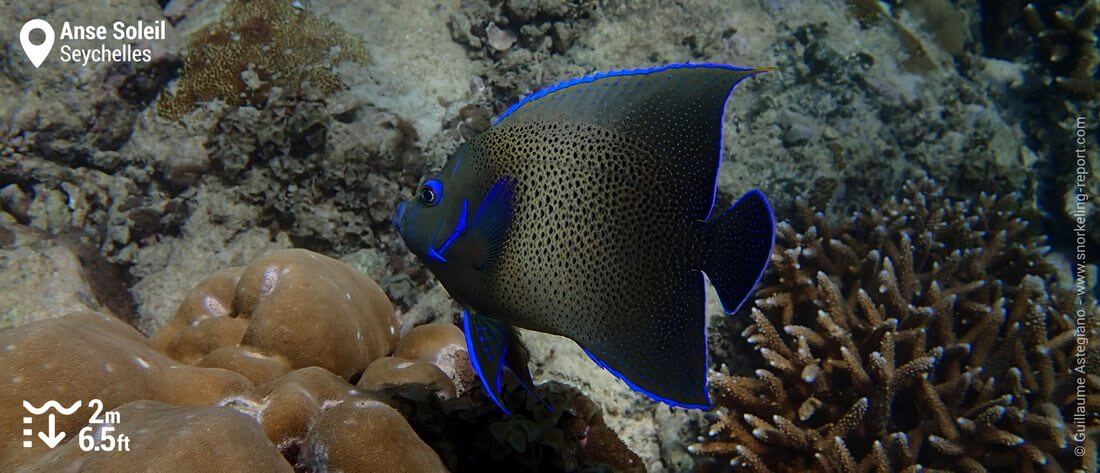 Snorkeling with semicircle angelfish at Anse Soleil, Mahé