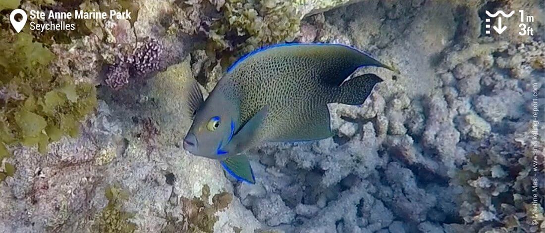 Semicircle angelfish at Ste Anne Marine Park, Seychelles