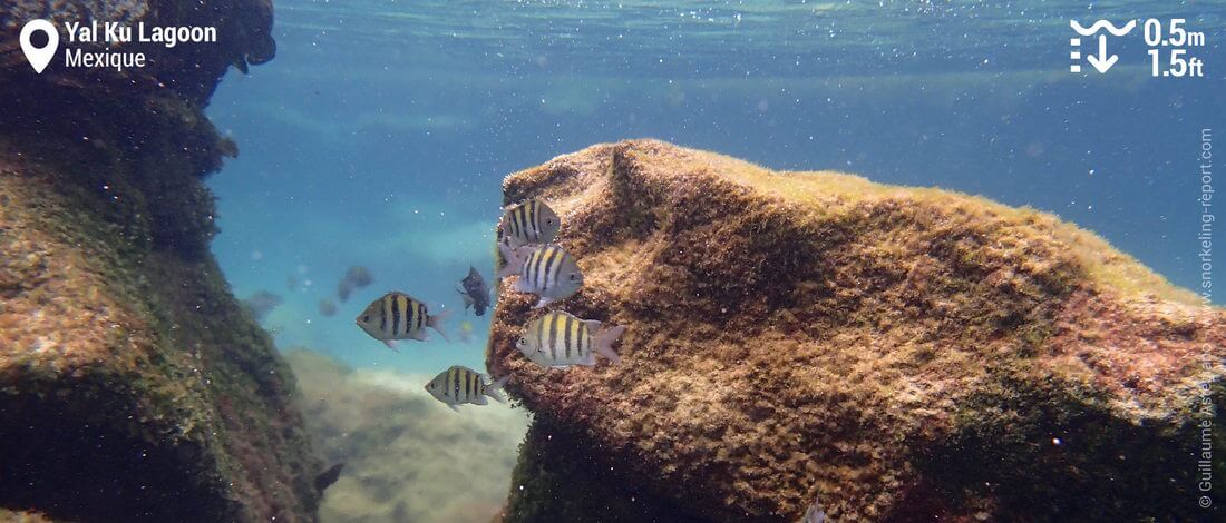 Sergents Majors au Yal Ku Lagoon, Mexique