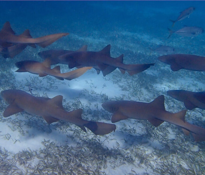 Shark Ray Alley