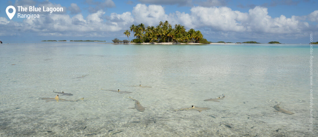 Sharks at the Blue Lagoon, Rangiroa