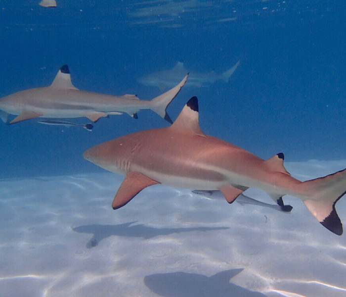 Moorea Sharks Sandbank