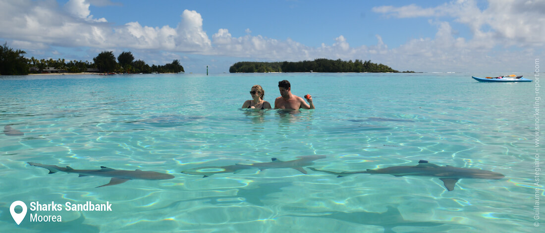Snorkeling at Sharks Sandbank, Moorea