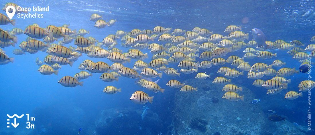 Shoal of convict tang at Coco Island, Seychelles