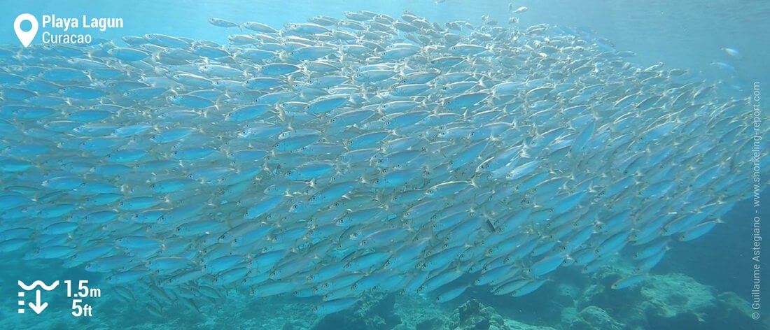 Shoal of sardines at Playa Lagun, Curacao
