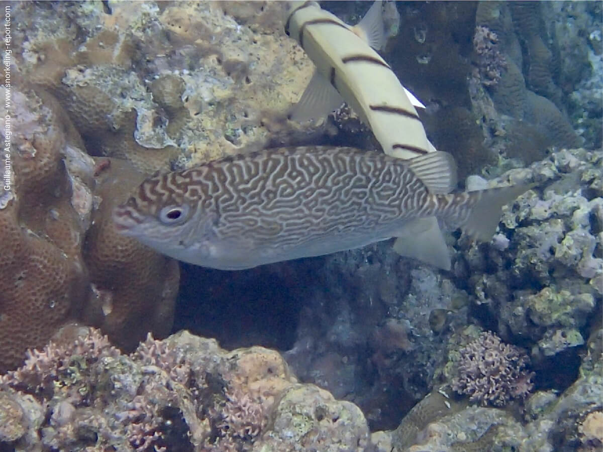 Siganus vermiculatus