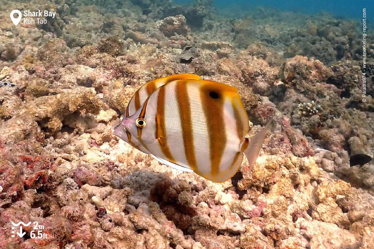 Pair of sixspine butterflyfish in Shark Bay.