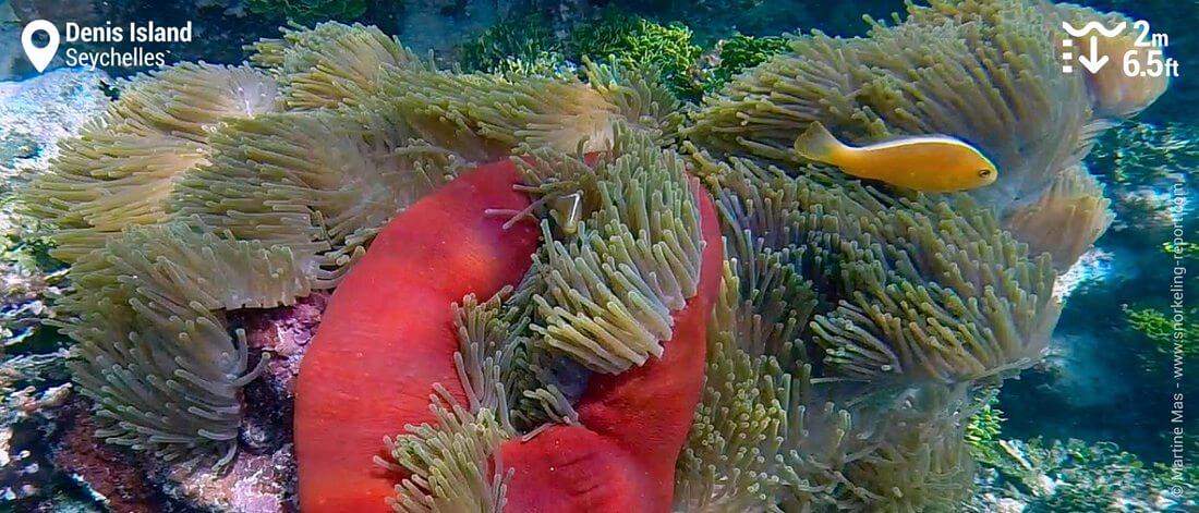 Snorkeling with skunk clownfish at Denis Island