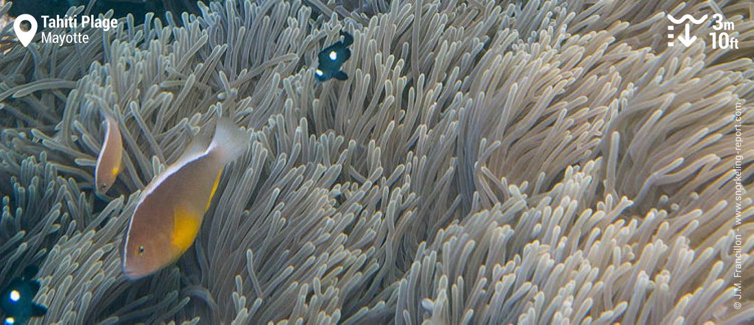 Snorkeling with skunk clownfish at Tahiti Plage, Mayotte