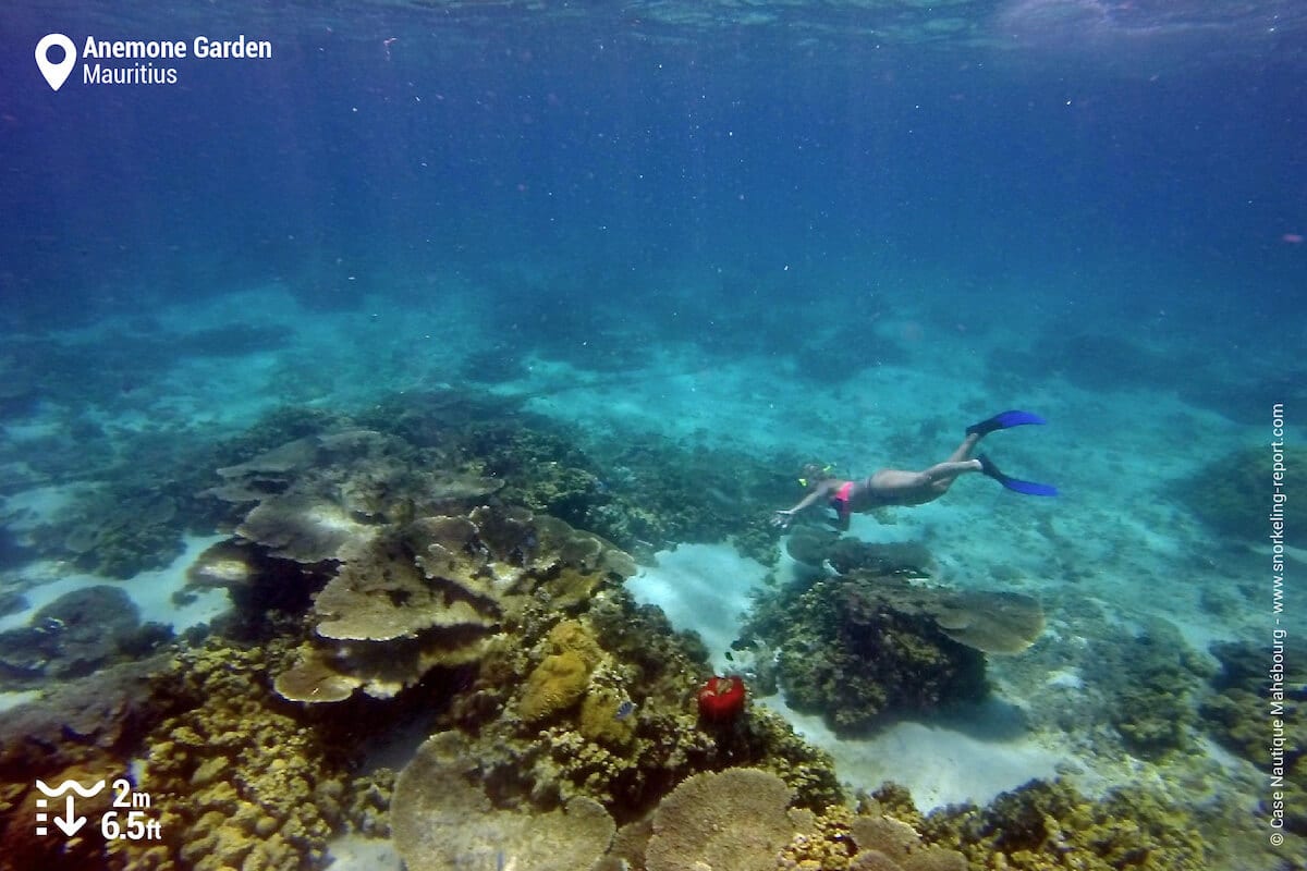 A snorkeler at Mahebourg's anemone garden