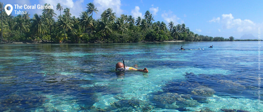 Snorkeling the Coral Garden, Tahaa