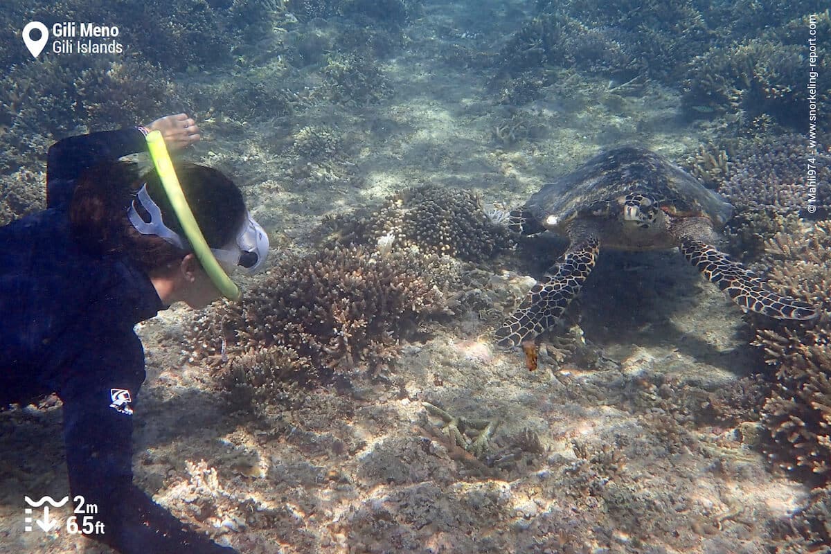 Snorkeler observing a sea turtle in Gili Meno