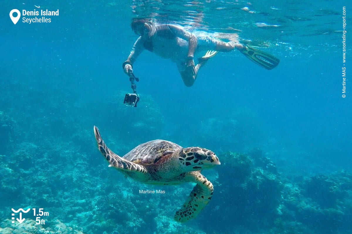 Snorkeler swimming with a hawksbill sea turtle in Denis Island