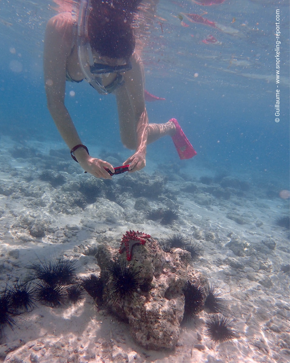 Snorkeler taking picture of a starfish in Zanzibar