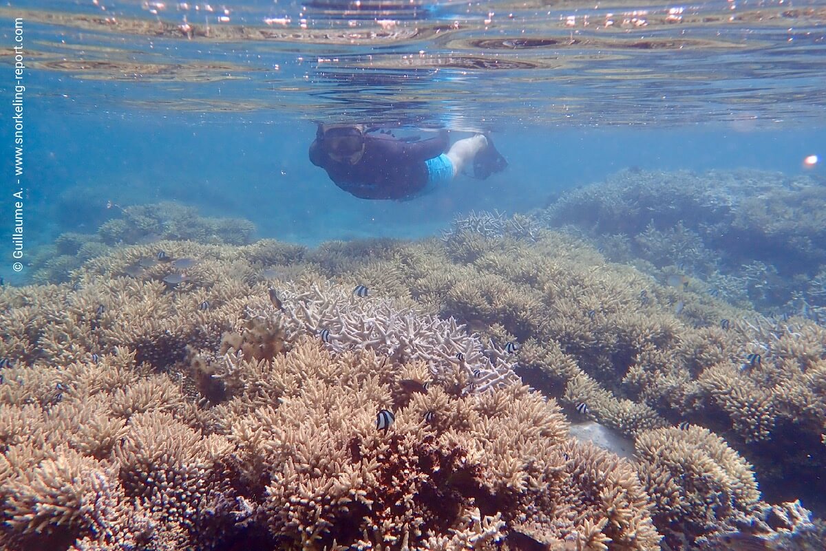 Snorkeling au-dessus des coraux du Lagon de Trou d'Eau.