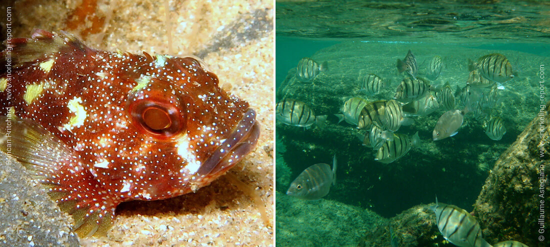 Snorkeling en Afrique du Sud