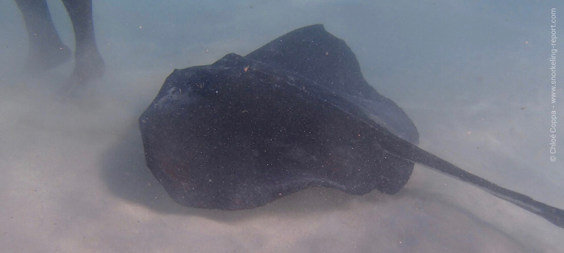 Snorkeling avec les raies pastenagues d'Antigua à Stingray City