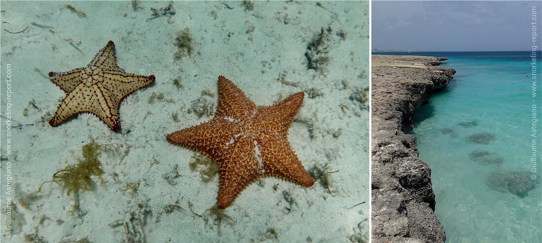 Snorkeling with starfish in Aruba, Dutch Caribbean