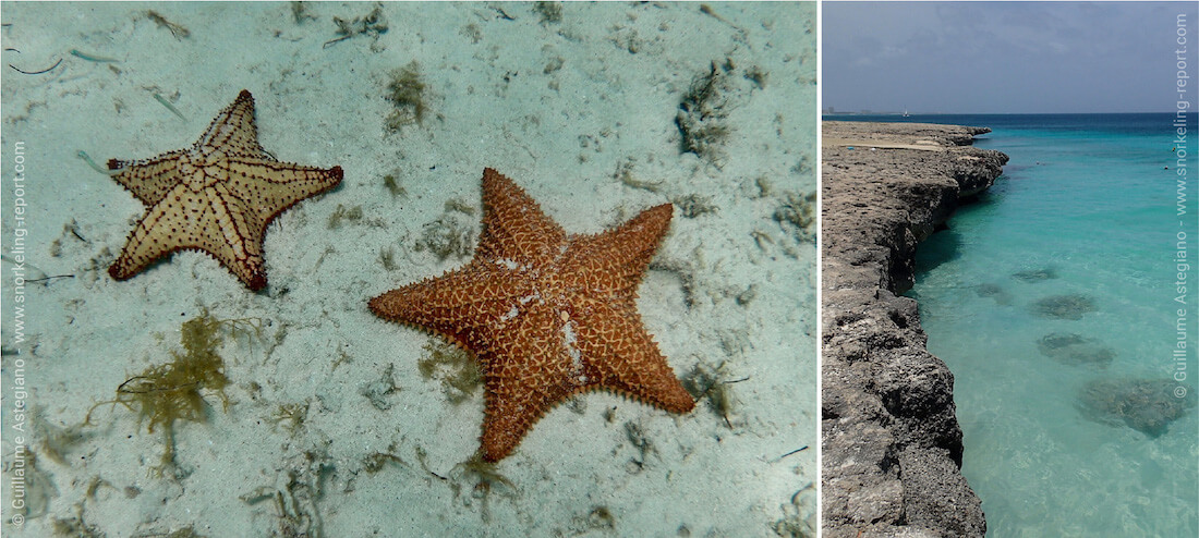 Snorkeling avec les étoiles de mer sur le spot de Tres Trapi, Aruba