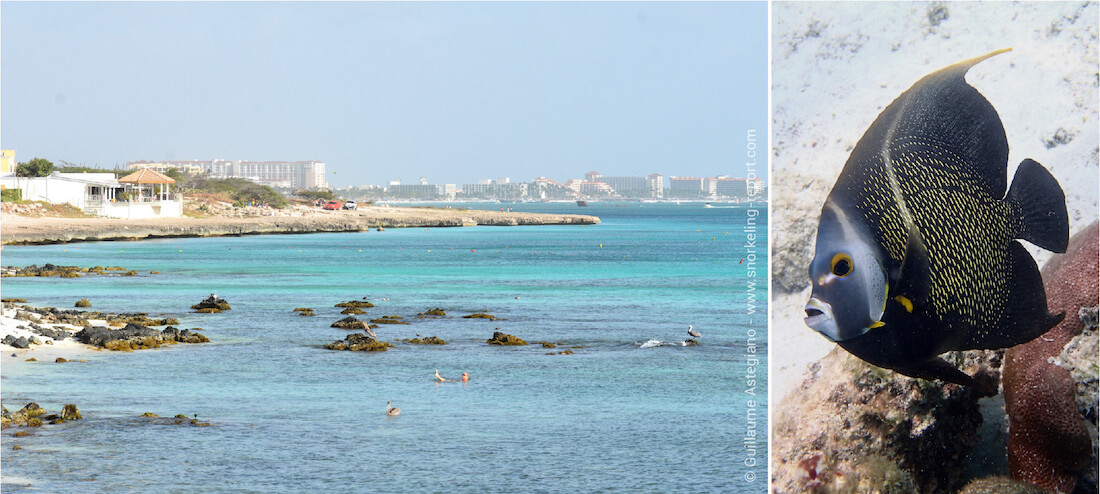 Snorkeling at Boca Catalina, Aruba