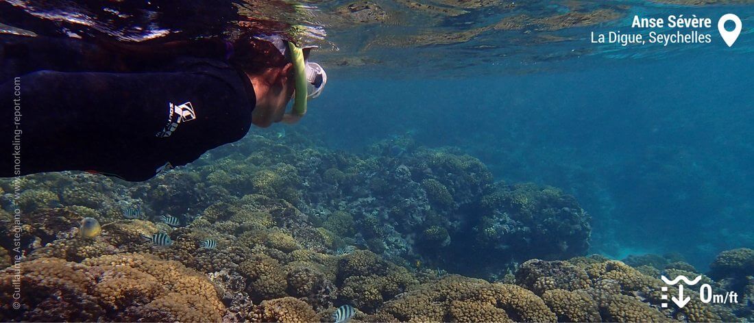 Snorkeling at Anse Sévère, Seychelles