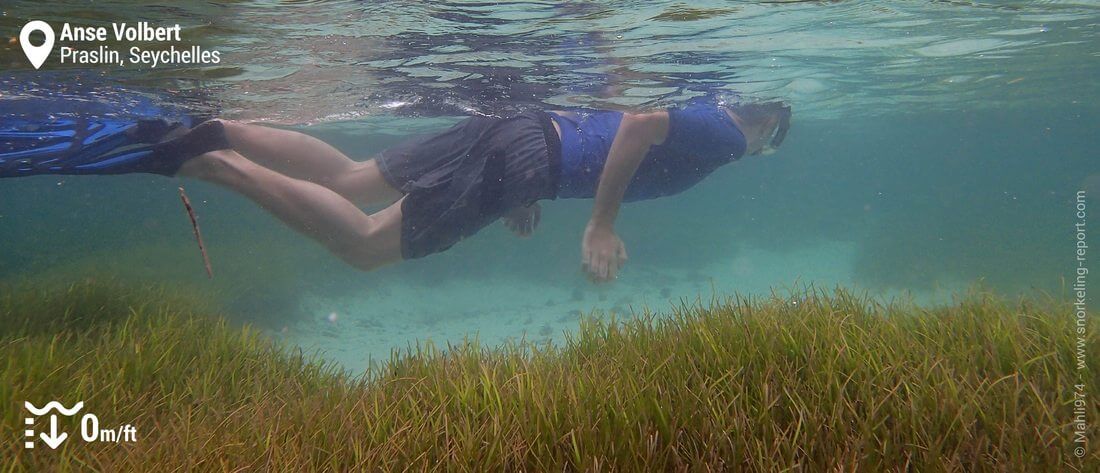 Snorkeling at Anse Volbert, Praslin island