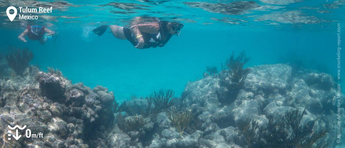 Snorkeling at Tulum Reef, Mexico